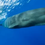 Ambergris and Sperm Whales