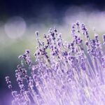 Lavender in Aromatherapy Blog Photo